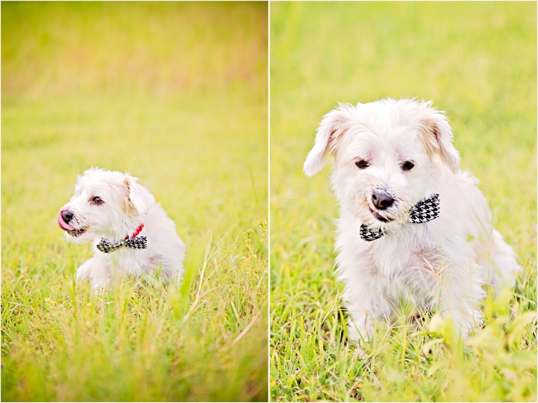 Morkie Pup Photography Grand Cayman