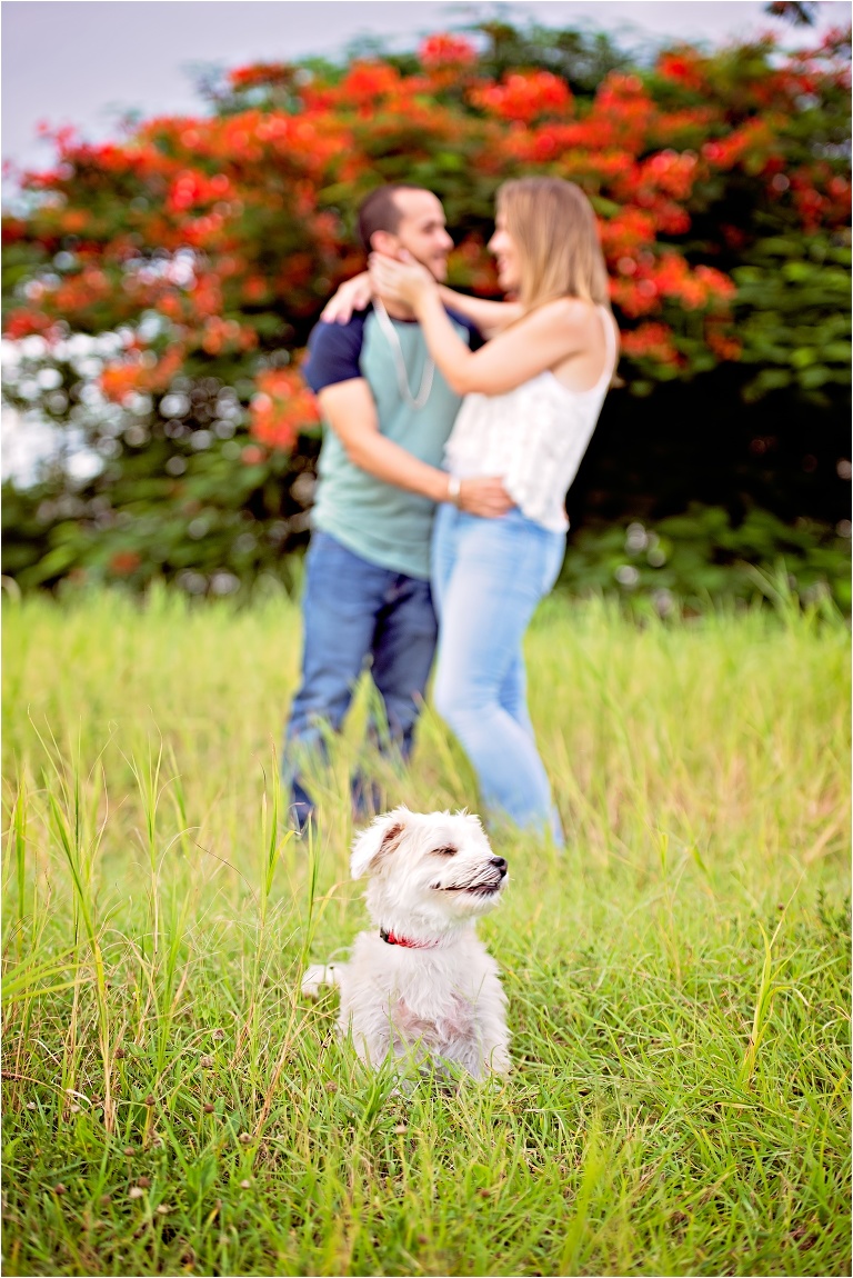 Couple and their Morkie in Field Grand Cayman