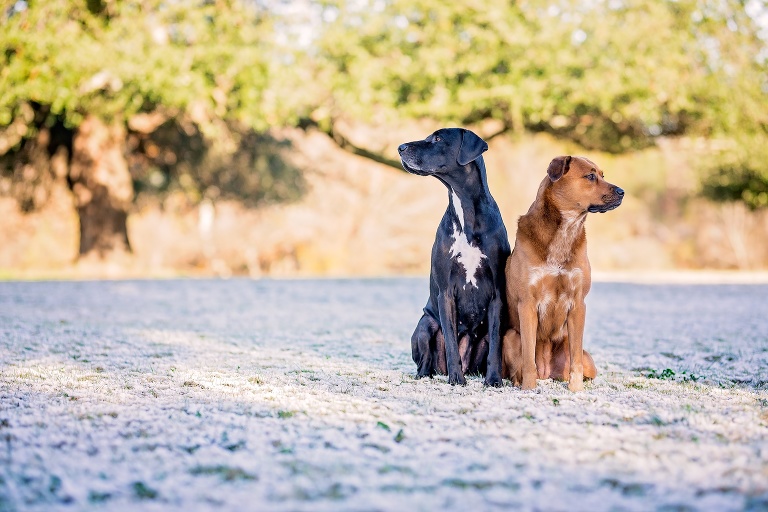 Dogs_In_The_Snow_Austin_Texas
