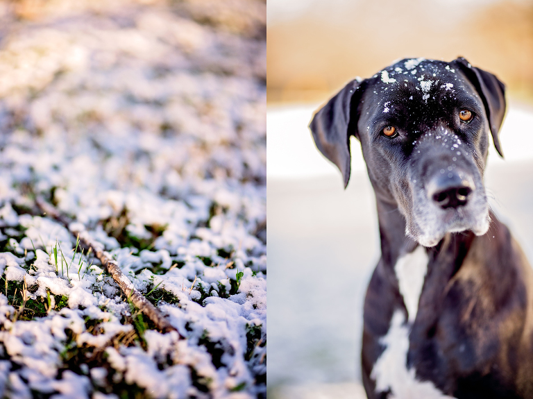 Labrador_Dane_Dog_Austin_Texas