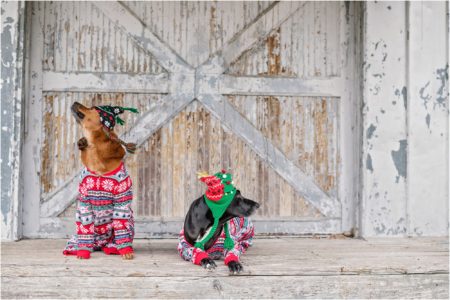 Funny Christmas Dog Photoshoot in Austin Texas