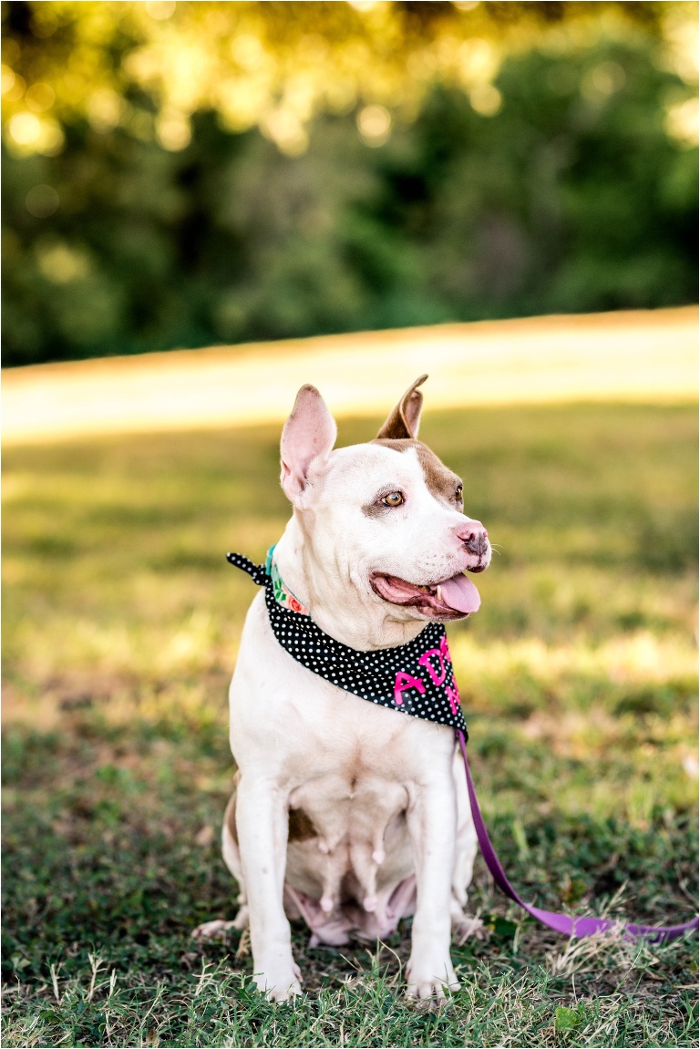 Beautiful Female Four Year Old Staffordshire Mixed Foster Dog Available for Adoption San Antonio Pets Alive Texas