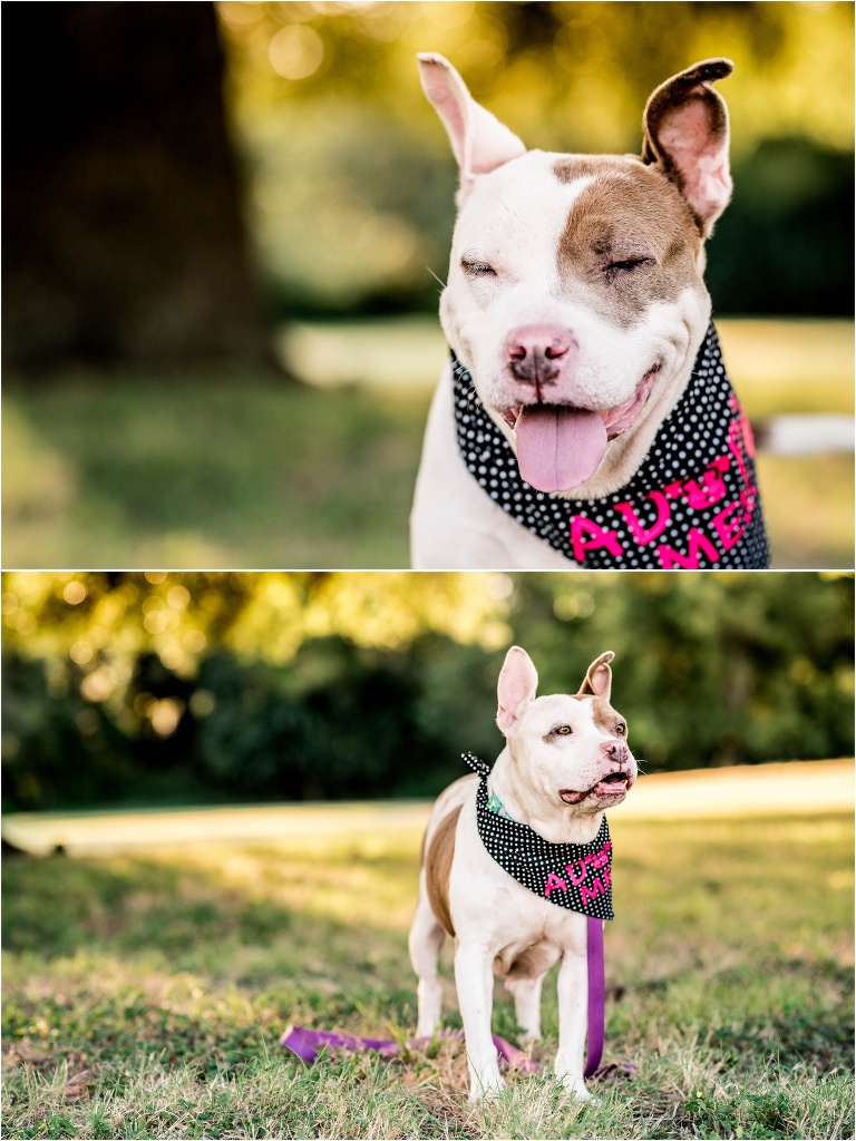 White and brown Beautiful Foster Staffordshire mix pup available for Adoption at San Antonio Pets Alive