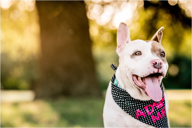 Beautiful Female Four Year Old Staffordshire Mixed Foster Dog Available for Adoption San Antonio Pets Alive Texas