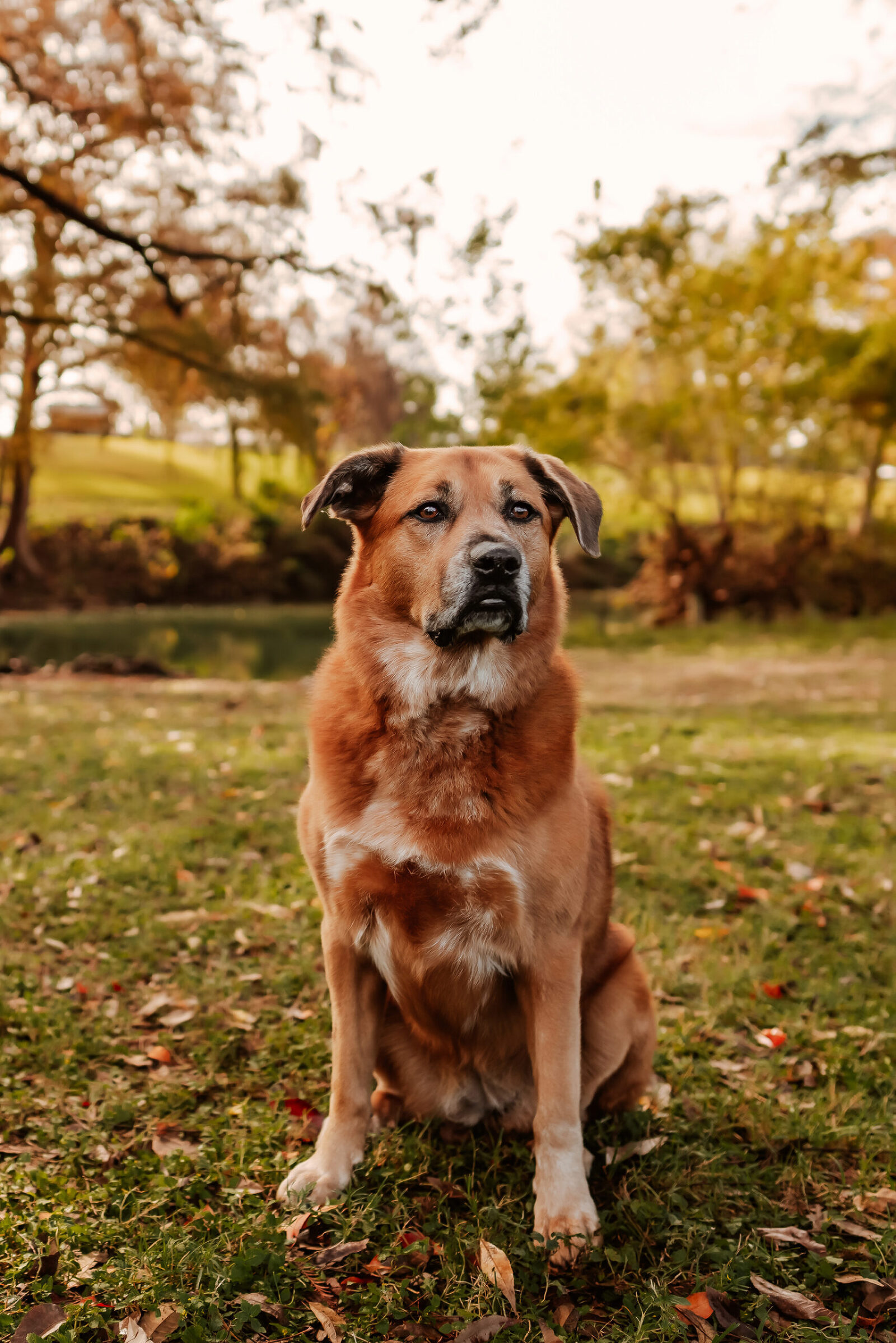 Natural Light Dog Photographer located in Georgetown Texas