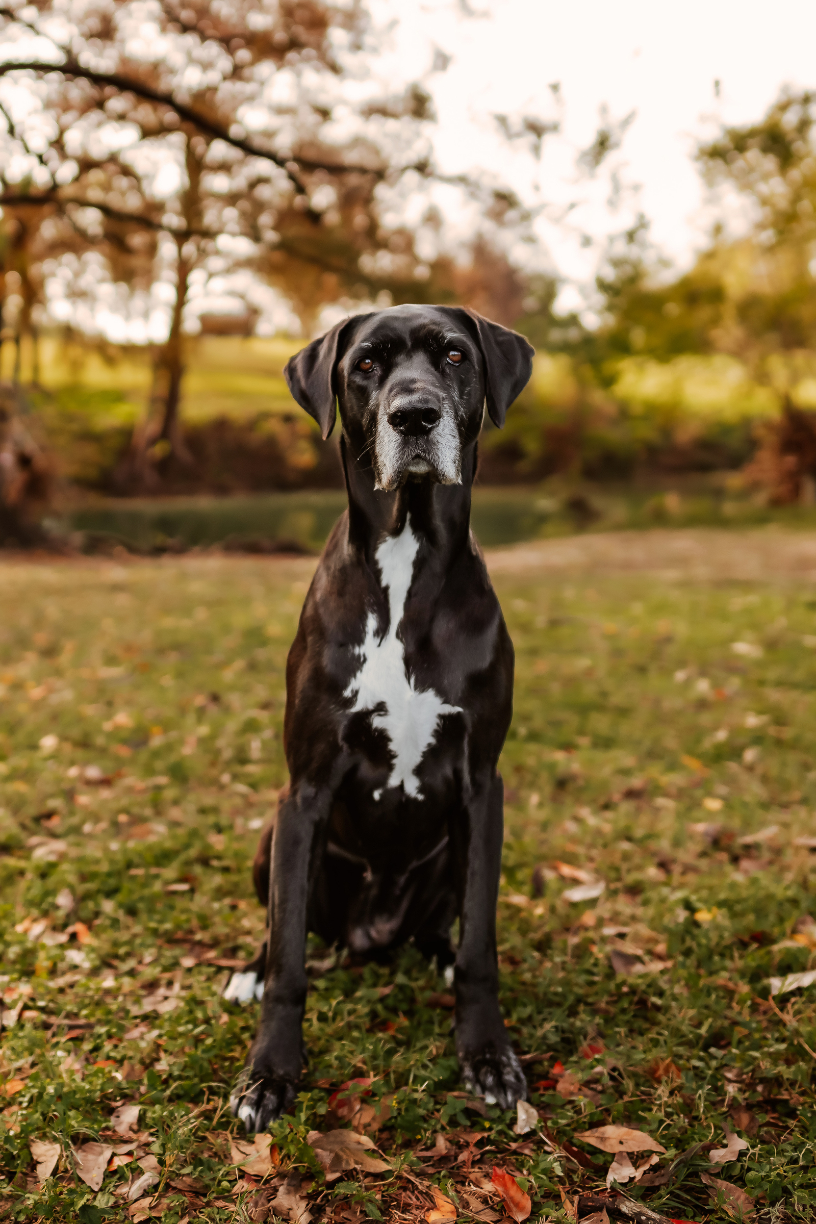 Pet Photographer in Austin Texas